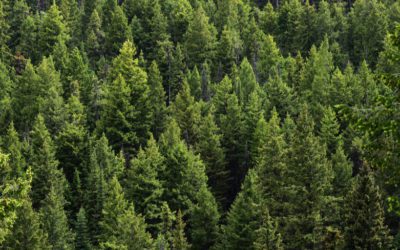 How to Create Evergreen Pages with LawLytics